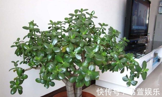 这4种花,时间越久越值钱,修修剪剪是老桩,花友看了直喊羡慕