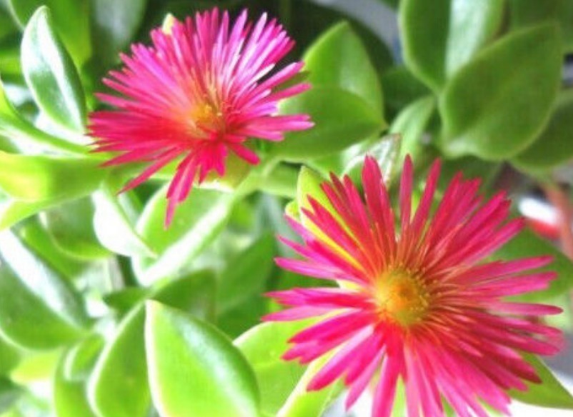 花超|4种花好养又漂亮,花大色艳,花香易打理,养在客厅美极了