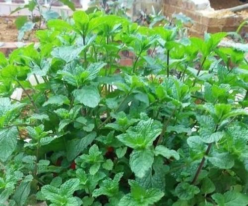 夏季飞蚊惹人讨厌,该怎么办盆栽上它们不用驱蚊药就能驱蚊