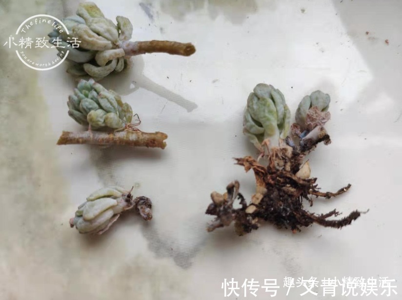 多肉阳台党度夏总结,收拾空盆,亡羊补牢,明年再战