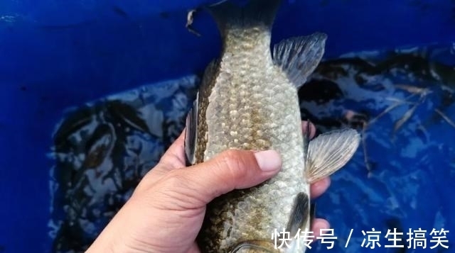 同一个钓位，昨天能连杆今天却空军！背后的原因你知道吗？