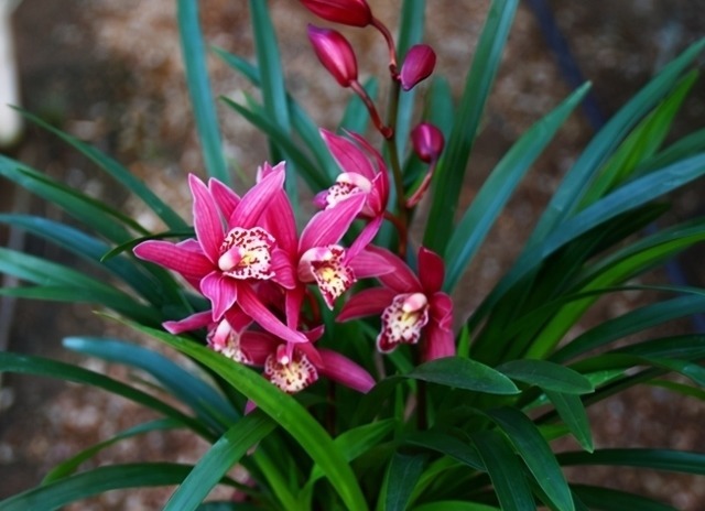 它被誉为“香花之王”,顶级红素,兰香四溢,花开后又仙又美