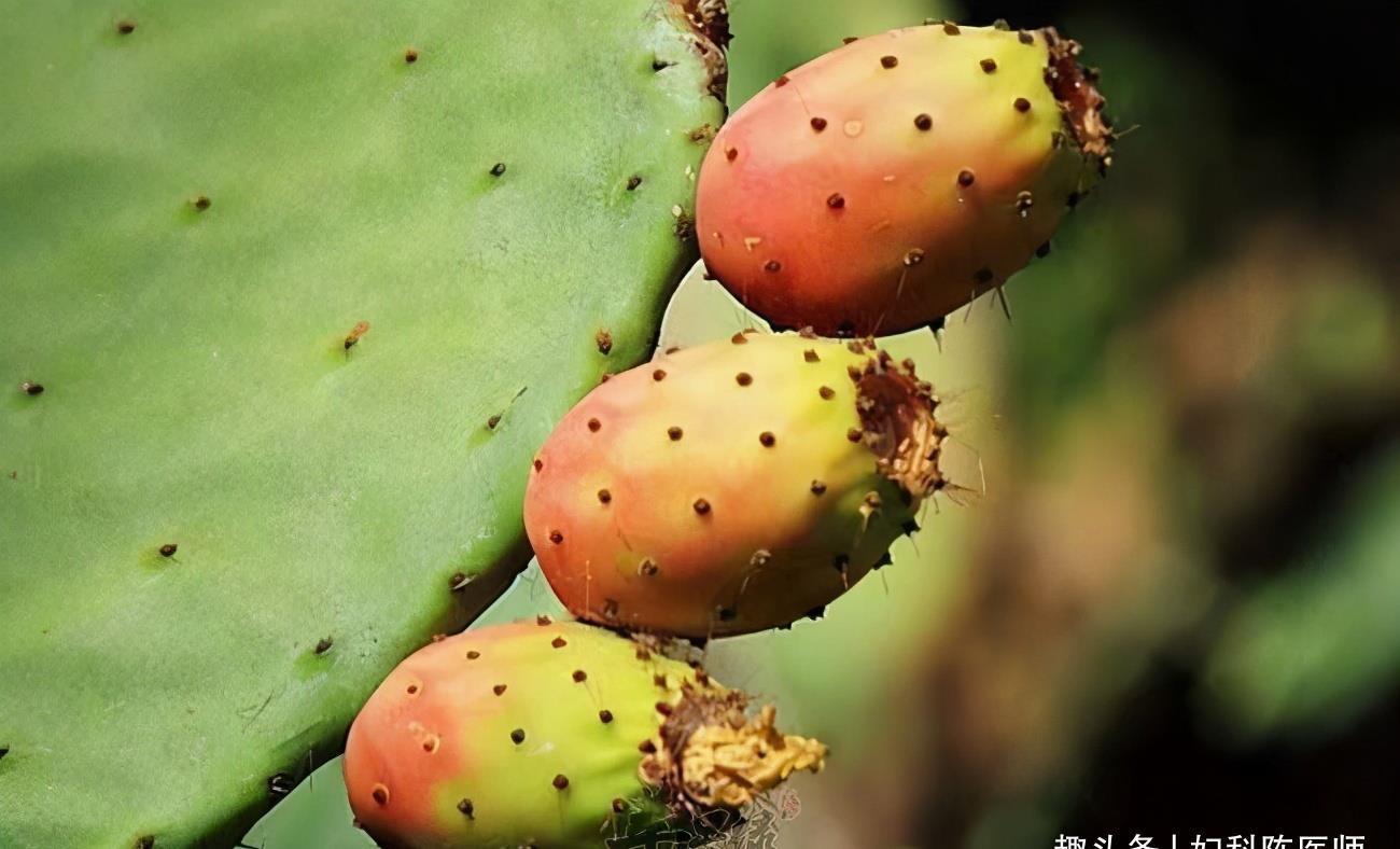 仙人掌果|夏天養(yǎng)生很關(guān)鍵,推薦3種食物,排毒抗衰,呵護肌膚,營養(yǎng)又瘦身