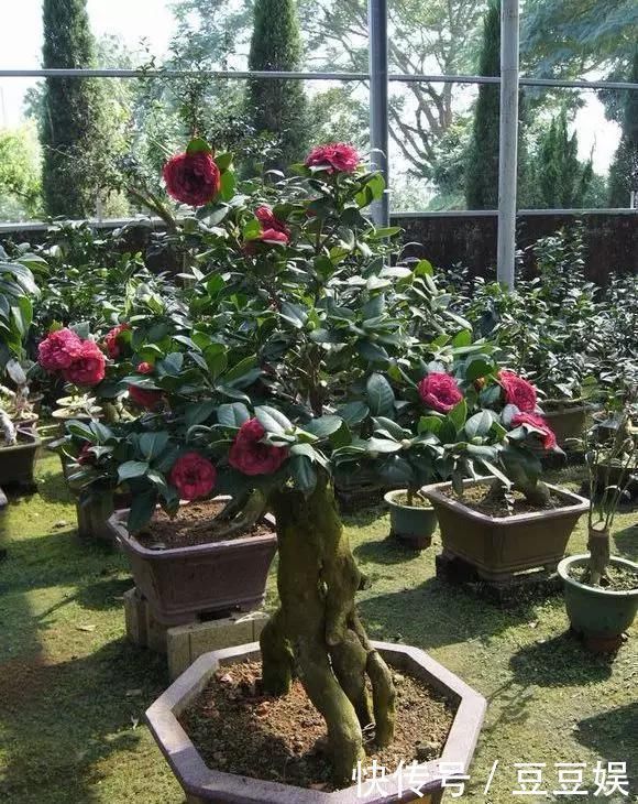 浇水|这4种“盆景树”,不仅观赏性高,寿命还特别长,越养越值钱