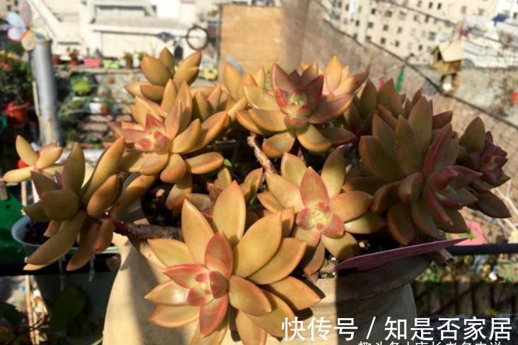 多肉铭月皮实又常见，但养好了同样好看，我就喜欢这种好养的多肉