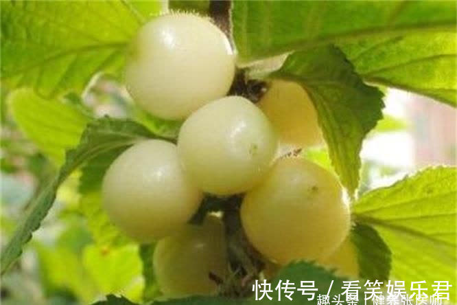 月桂酸|中年人推薦多吃3種食物，美容養生，延緩衰老，好吃又不貴！