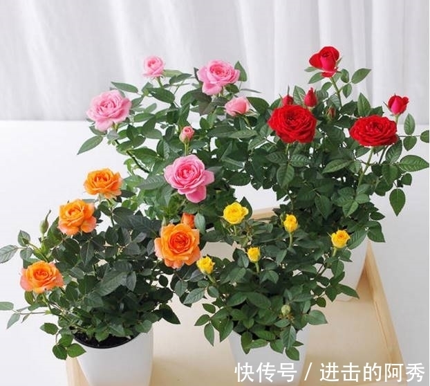 花卉|20种“坑人花”,真的很难养,没有三五年的养花经验,别入坑