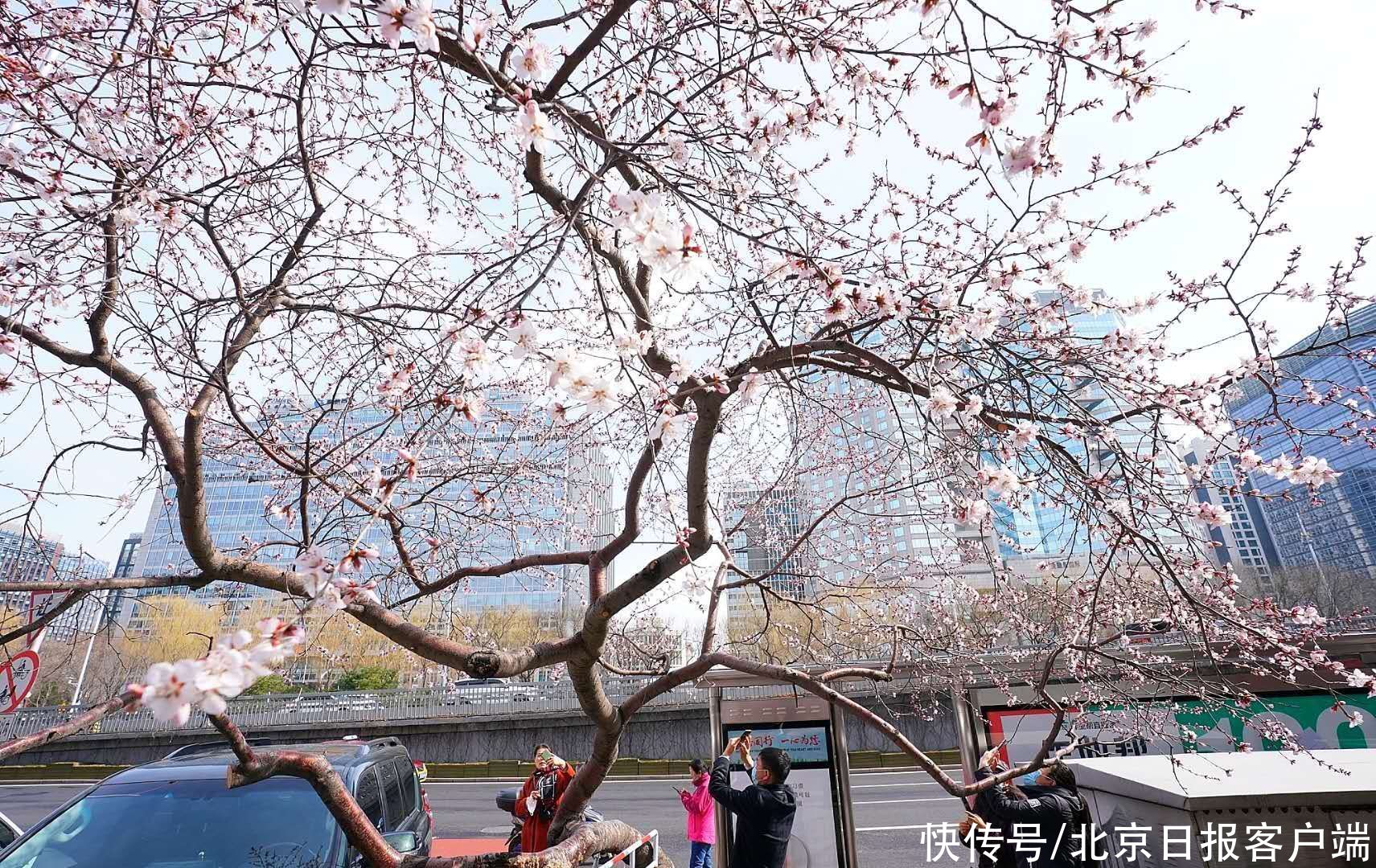 中薪|北京：雨后却斜阳，山桃向春光，市民纷纷驻足拍美景