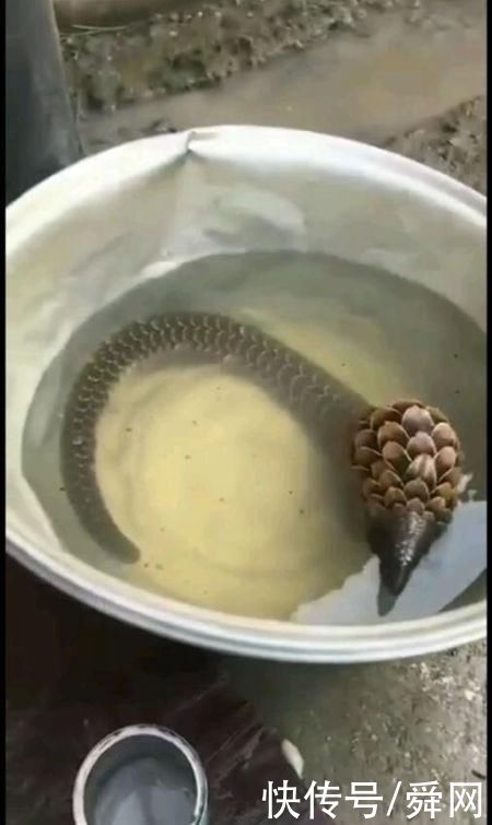 蚁类|男子约友去荷塘钓鱼，没怎么留意钓的鱼，结果回到家后……这是?