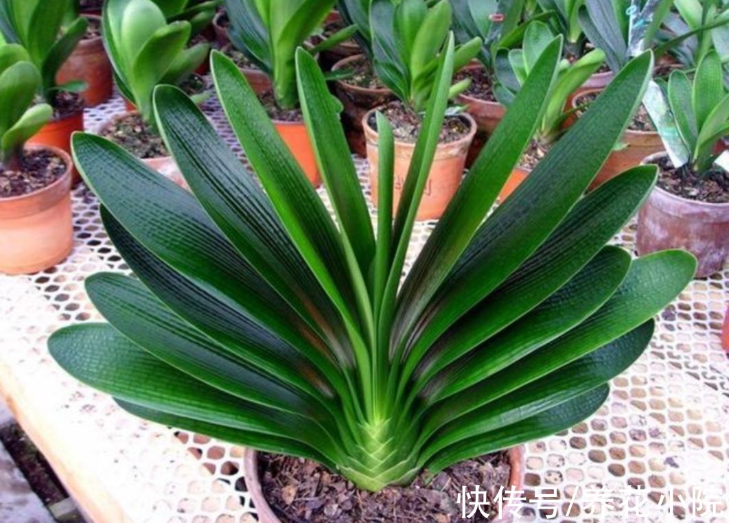 天气变冷，10种花要减少浇水，不然难过冬