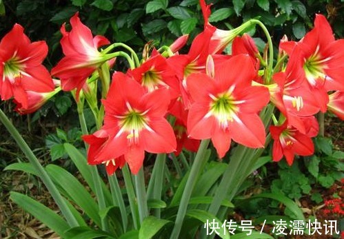 养朱顶红，3个“禁忌”别触碰，否则叶子全黄，根系腐烂难开花