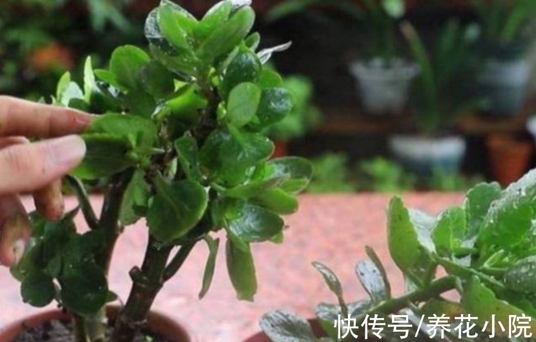 花苞|9月养长寿花，4种错误养护，会影响植株孕育花苞