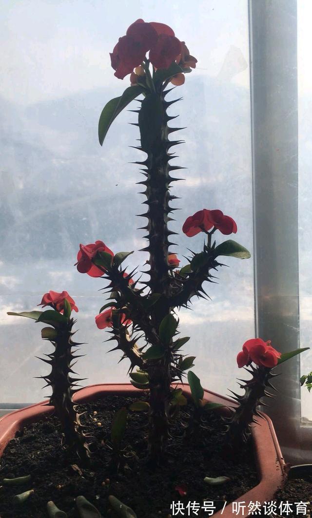 有毒花|8种常见“有毒花”,小心误买回家,家里有小孩要谨慎,安全第一