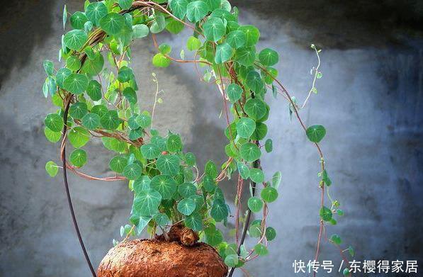 一块“乌龟壳”,长满铜钱叶,一个月爬满墙,越养越吉利