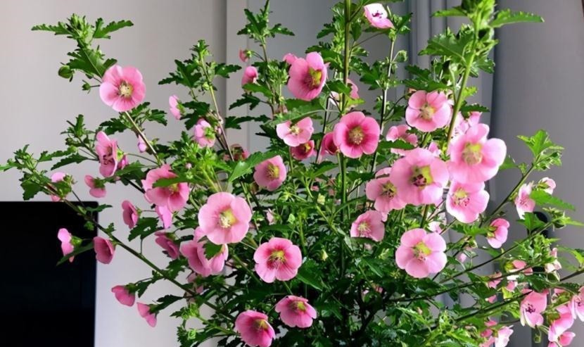 发酵|养花“法宝”松针该怎么用?单独使,加工后用,谨记这些准没错