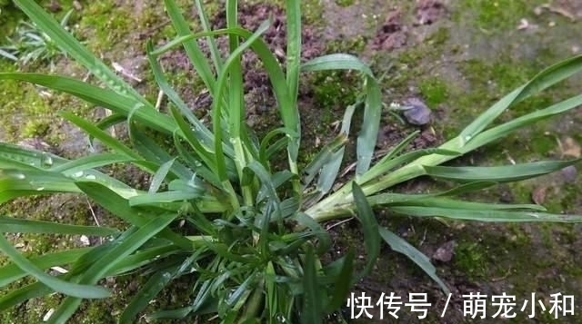 小时候经常见的17种植物,很熟悉却叫不上名字,现在终于知道了