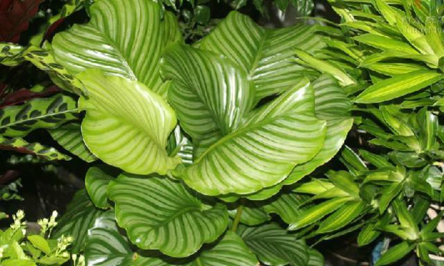 养花肥料 花多多 种类多 养花只需 4种 不用再买其他肥料 粉紫色 养花肥料 花多多 种类多 养花只需 4种 不用再买其他肥料 粉紫色