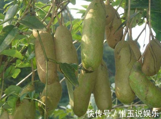 美容|深山里這種果實長得丑卻渾身是寶，補腎又美容，男女都愛吃！