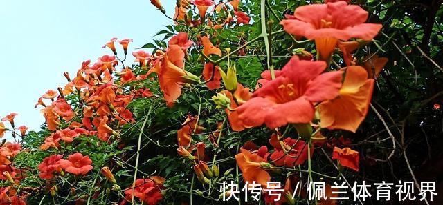 窗户|好好的院子,被一棵“霸道”的凌霄花给毁了