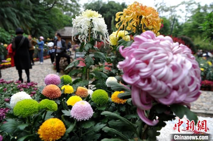 福州|1000多种菊花亮相福州金秋菊花展