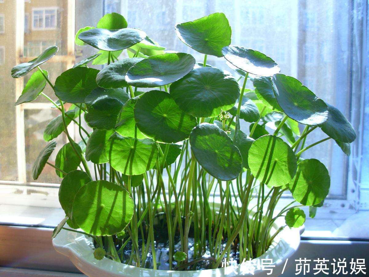 小妙招|铜钱草夏天怎么养教你3种养护小妙招,叶子翠绿发亮,轻松爆盆