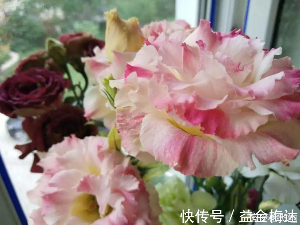 水仙花|6种花是一次性，开完可以扔了，别再浪费时间