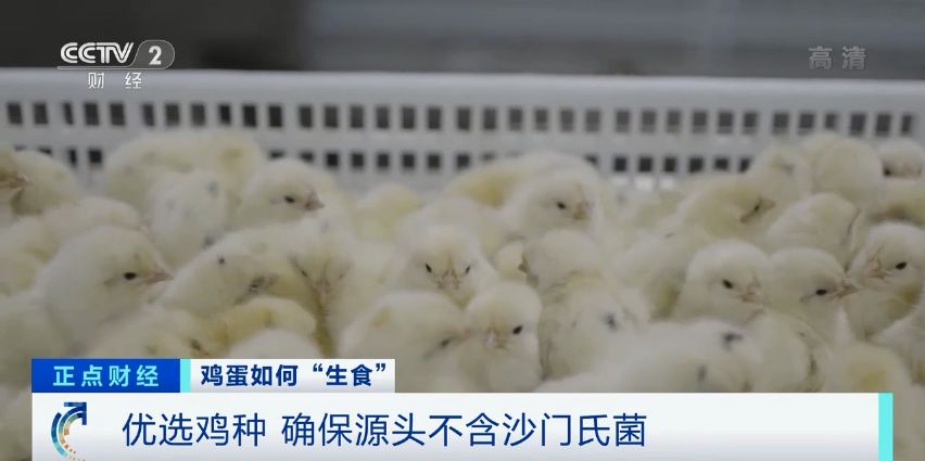 鸡舍|可生食鸡蛋成消费＂新宠＂，它真的安全卫生吗？