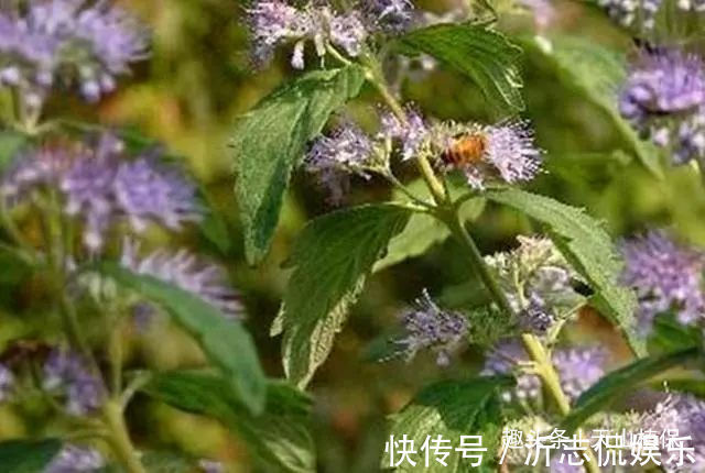 适应能力|农村这野草叫“山薄荷”，对皮肤瘙痒有帮助，遇见记得采摘回家