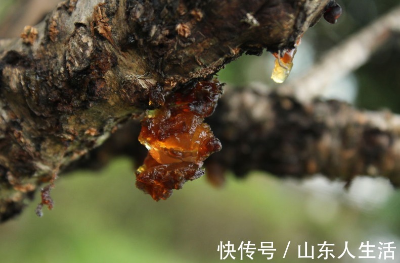 阿胶|秋冬皮肤干燥,多喝点它,比牛奶还滋润,喝一碗它皮肤水汪汪