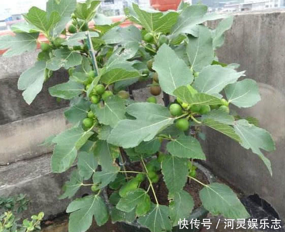 植株|香甜的“无花果”别买了在家种一棵,果子挂满枝,全家人都够吃