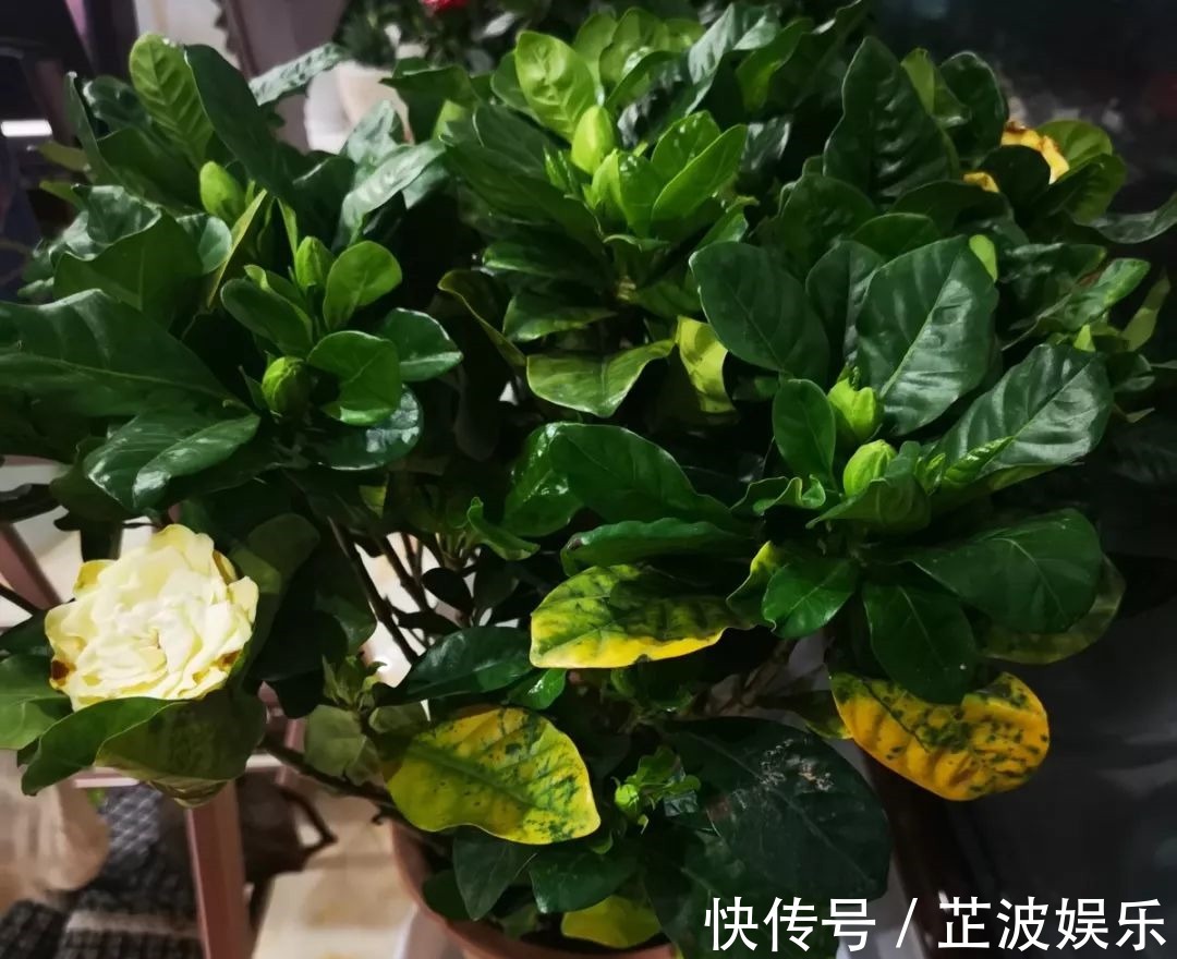 绿萝浇啤酒,文竹来勺糖,1个月嗖嗖长2米!