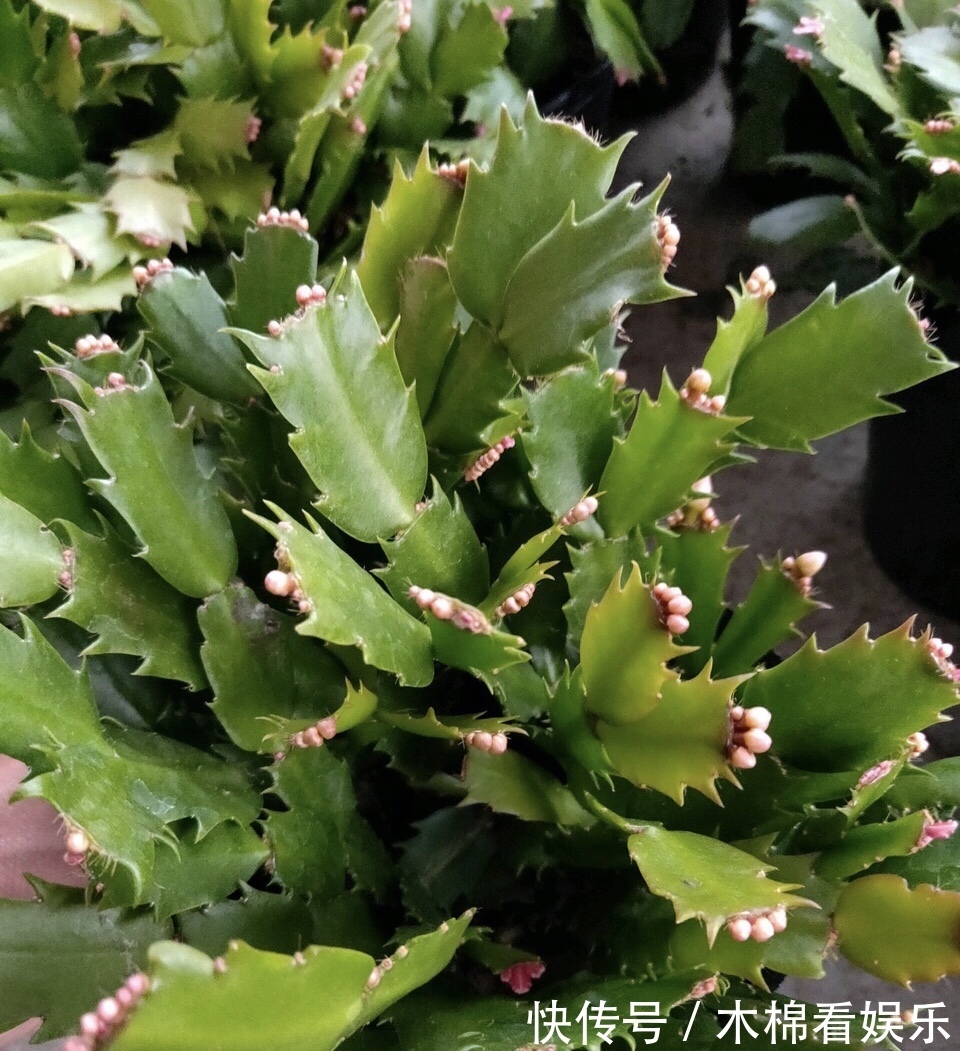 蟹爪兰叶子又薄又暗,坚持1个月,9月开始长出“硬朗叶”,太密了