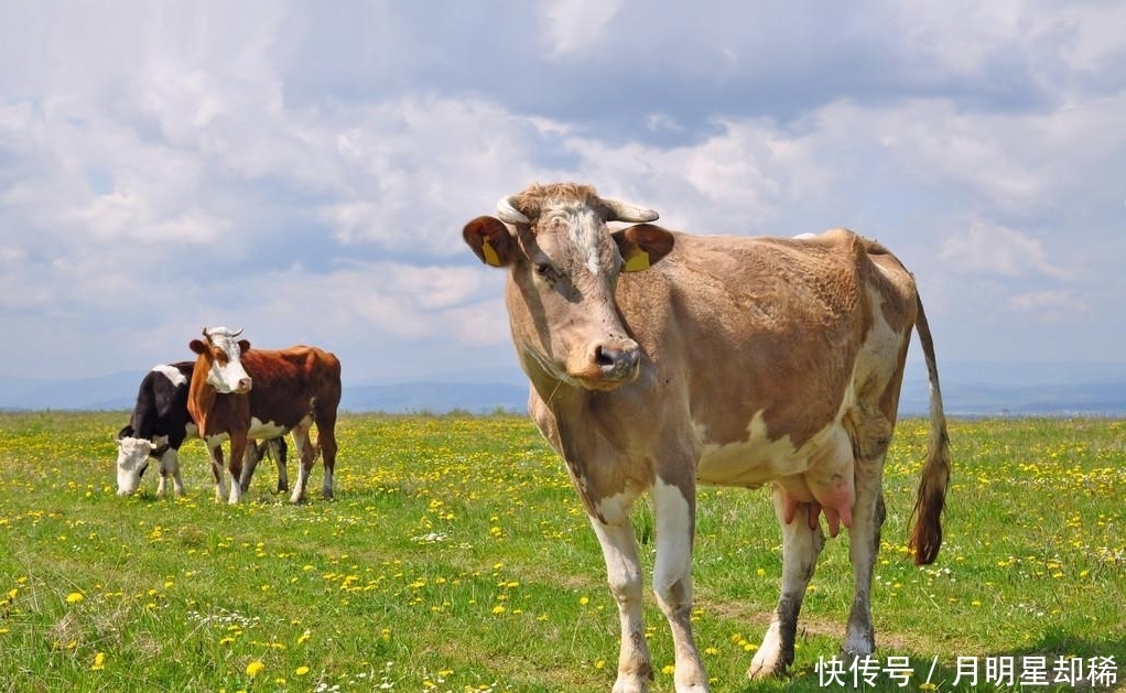 生肖|生肖牛幸运数字是什么？1961年属牛的事业贵人都有谁？你身边有吗