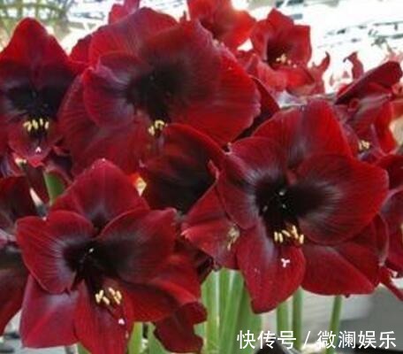 朱顶红开花之后,一个“小动作”,又开一茬花,花大色艳特别美!