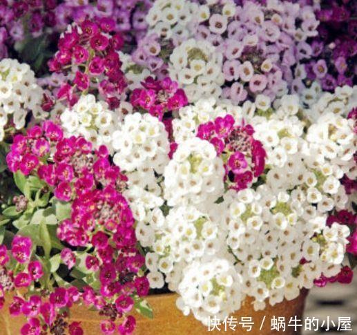 几款花卉好养易爆盆，比香水都好闻，养在家里满室清香