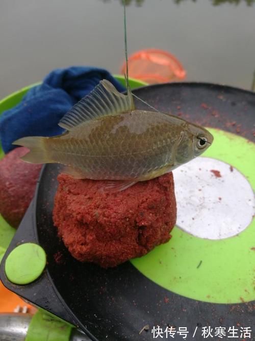 六陈水库开光新鱼护,崇尚不以爆护秀钓技