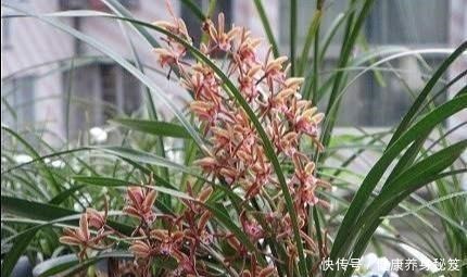 兰花配点“黑豆豆”，一年到头不施肥，叶子贼油绿，花剑嗖嗖冒！