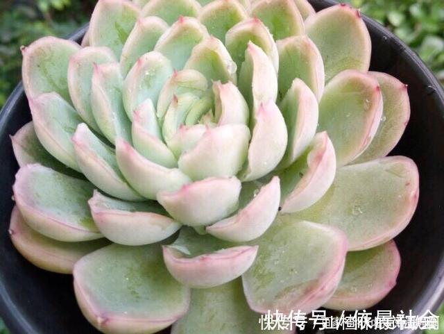 个个都是最美女王，多肉植物当中的“四大女王”，颜值爆表美翻天