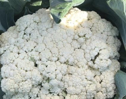 买花菜,“散花”和“紧花”区别很大,教你怎样挑选,别再买错了