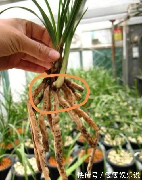 兰花总是不长新根，发出来的小苗也不长，怎么办？