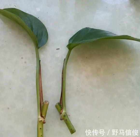 红掌|茉莉花扦插有机关,砍这一段枝条,插土里3天就活