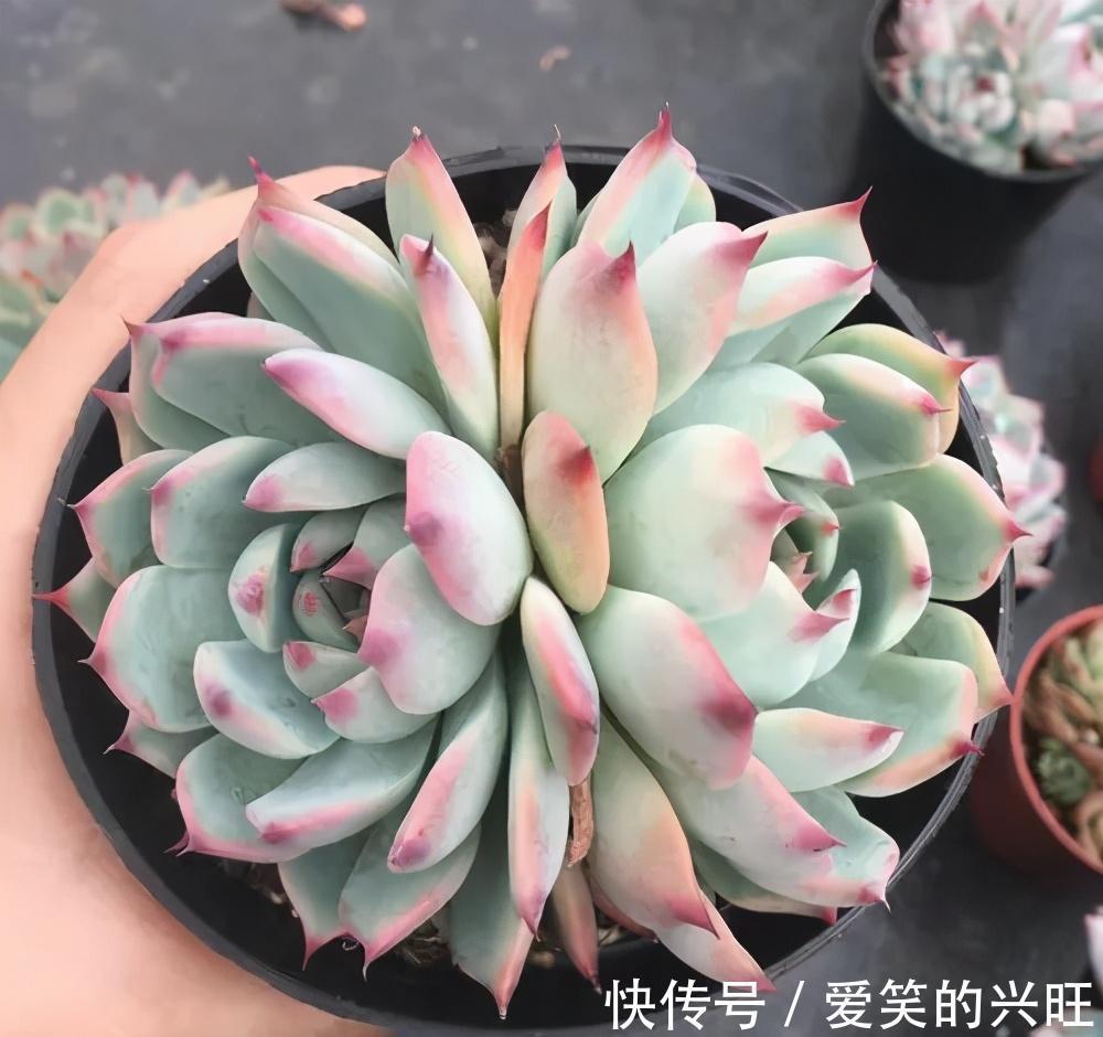 新叶|给吉娃娃砍一刀,养俩月爆出一圈崽,扦插单头也长新叶了,真开心