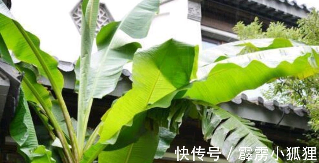 潇洒@张镃《菩萨蛮·芭蕉》,空灵含蓄,意境清幽,给人以意犹未尽之感