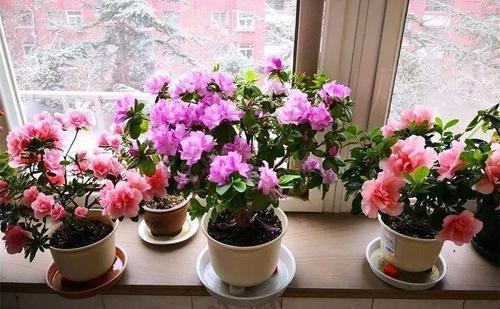 别再把这东西扔了，用来养花，不烂根，花多叶绿，比花肥强！