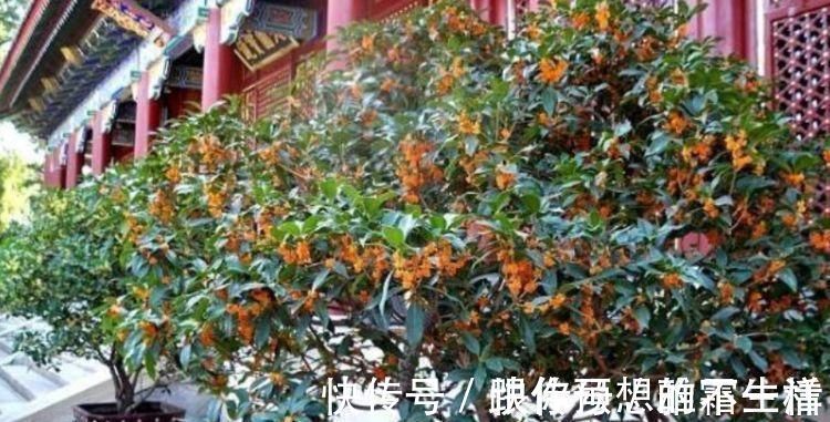 金桂|家里就养4种花，妖艳妖娆，层层交叠，烂漫迷人眼