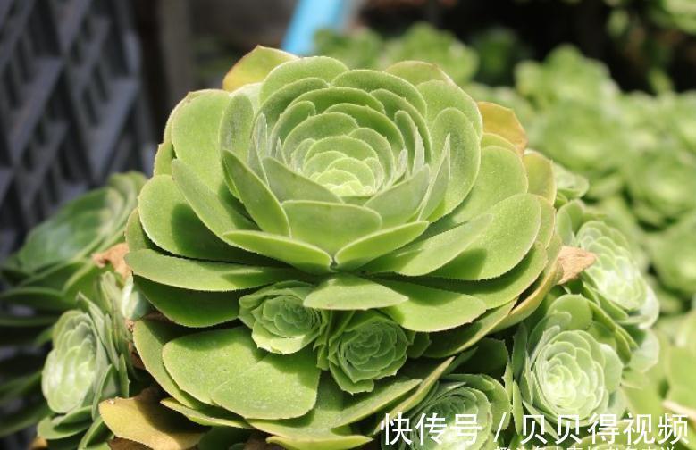 入冬虽冷,但法师多肉还可以生长,不过要注意有一道养护的分水岭