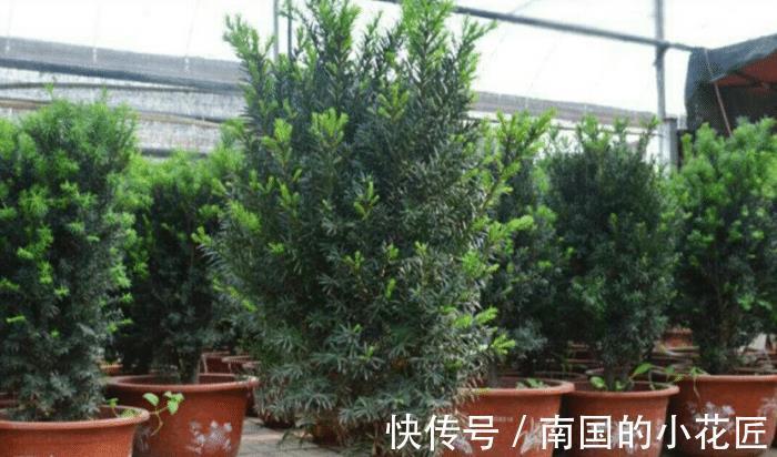 观赏价值|养殖红豆杉，作为园丁，该怎么让盆栽长得好看？