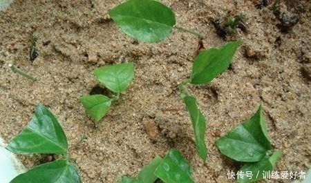 月季|8种花不用花钱买,掐片叶、剪根枝,找个花盆种起来,家里放不下!