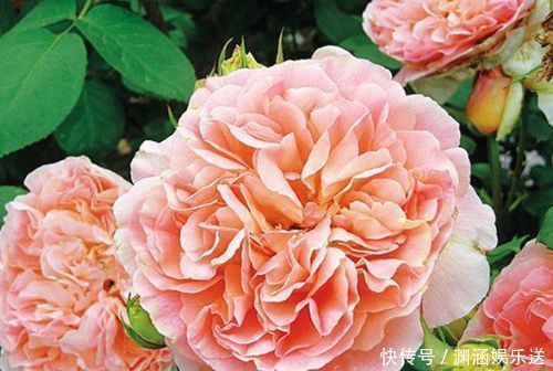 牵牛花|喜欢月季,不如养“优良名品”戴尔巴德,花型丰满,丰腴婀娜!!