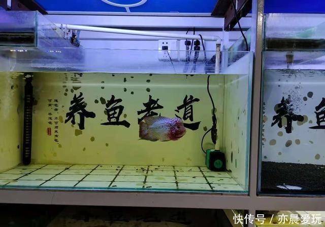 水温|平时养鱼时,只要注意三个问题,就可以避免很多麻烦事